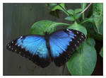Morpho bleu by ameliasantos