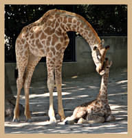 Tenderness by ameliasantos