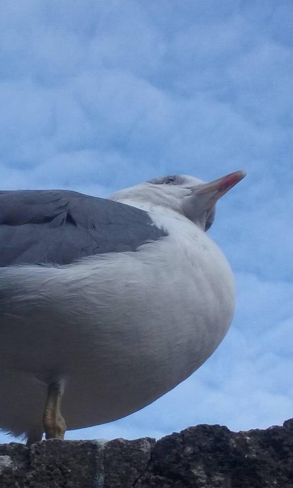 Calixtatepes S Deviantart Gallery