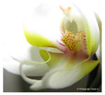 weisse orchidee by spiti84