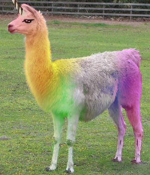 the majestic llamacorn by