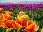 Washington Tulip Festival by docbevo