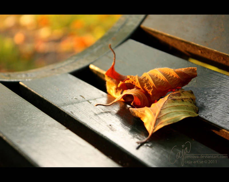 Golden hour by petrova