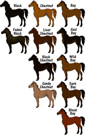 Horse Coat Colors - updated by AonikaArt on DeviantArt