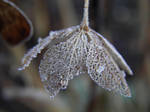 Winter parasol by JanuaryGuest