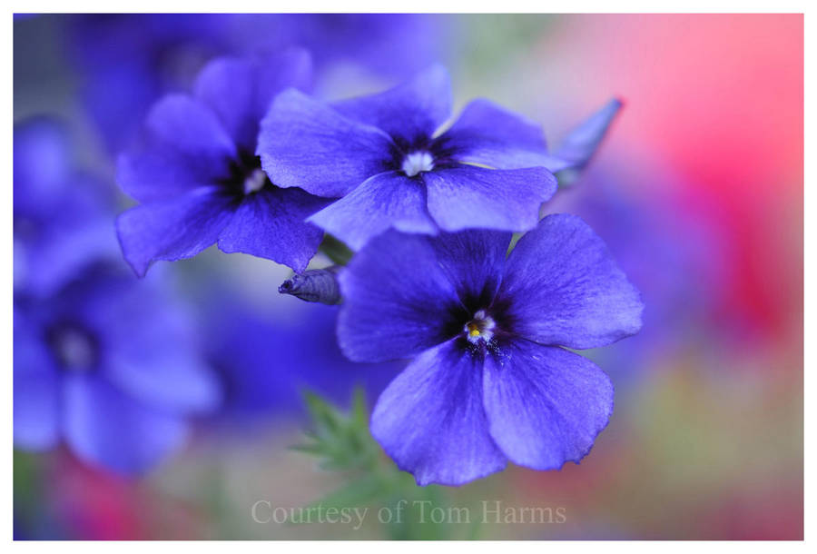My Blue Heaven by acutely