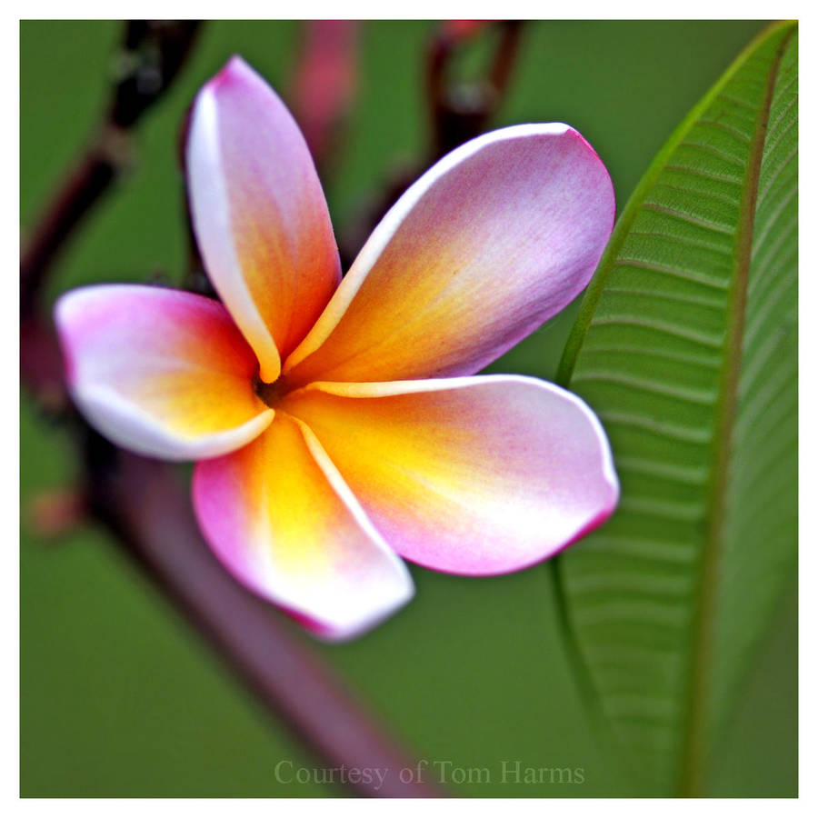 Tropical Reminiscence by acutely