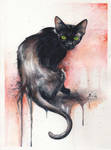 The Black Cat by bcduncan