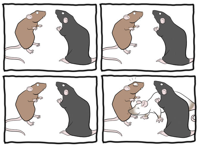 Rat Staring Contest by KitschyDuck