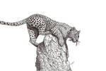 Leopard by Fallenangel5772