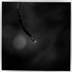 Morgen.Tau by kolorits