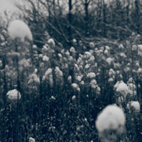 chosen by drunken-sniper