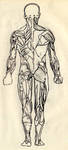 Human anatomy back by sipsis