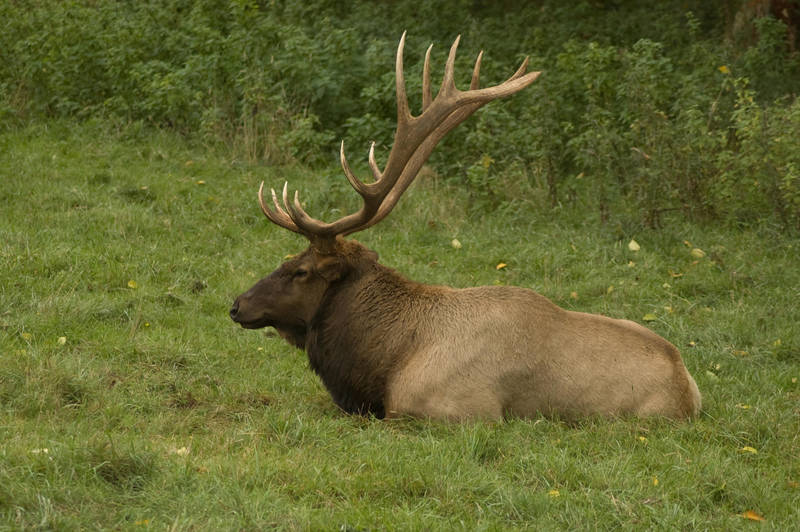 Roosevelt Elk Lying Down by happeningstock