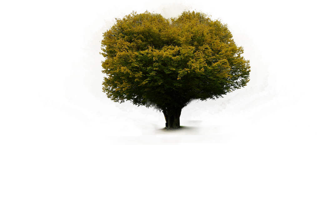 Tree Heart by midodellouche