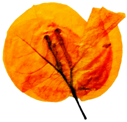DRIED PRESSED FLOWER PNG'S by jeanicebartzen27 on DeviantArt