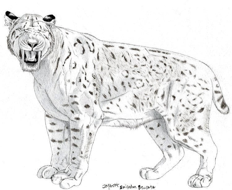 Smilodon populator drawing 2 by Jagroar