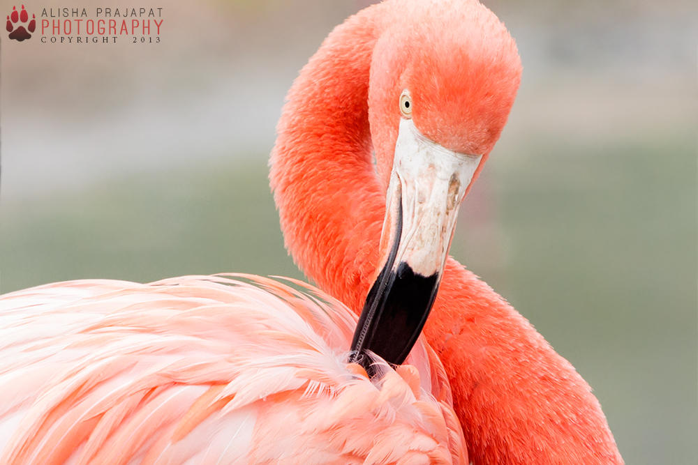 Flamingo portrait IV. by Ravenith