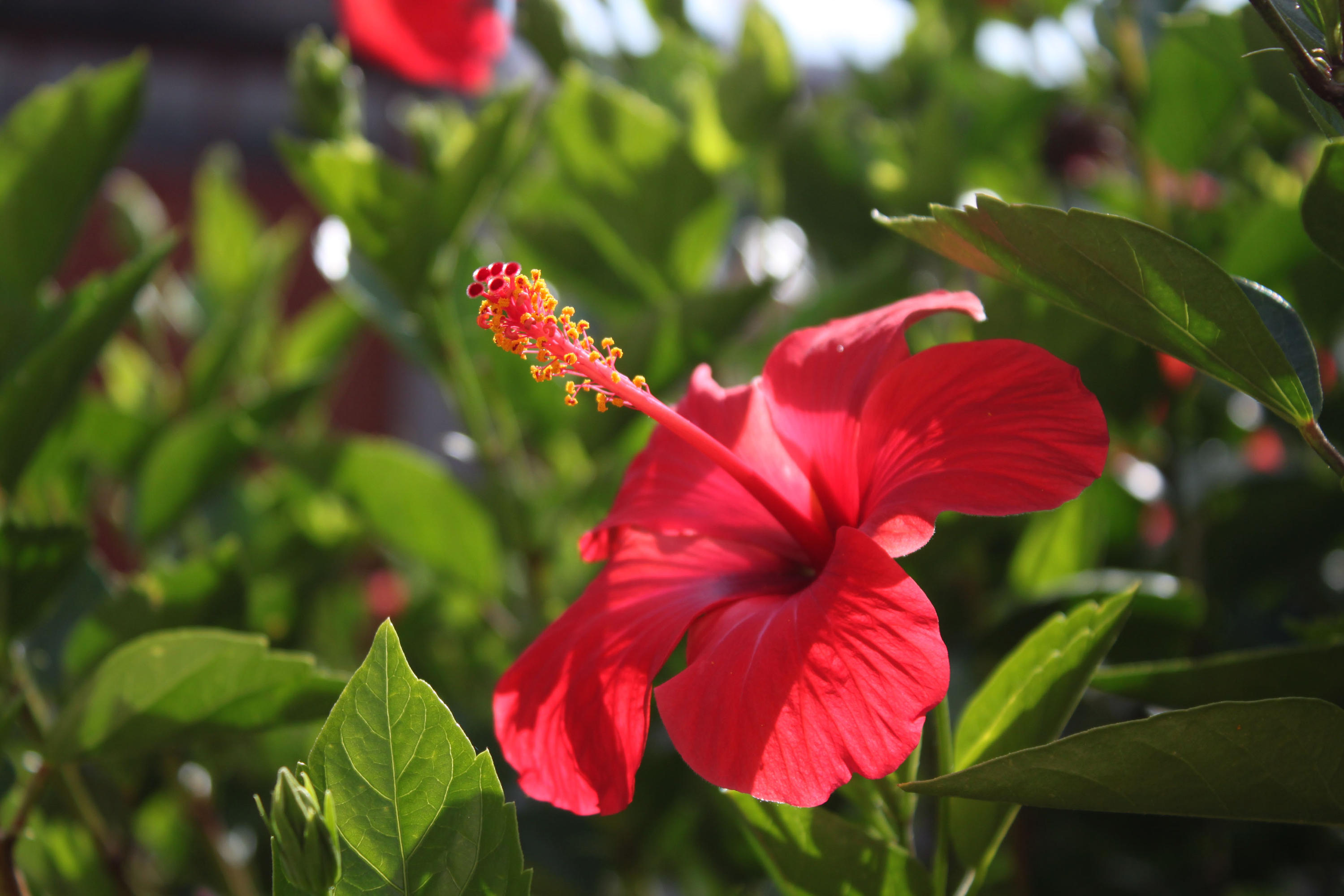 Red Flower by photoshop-stock