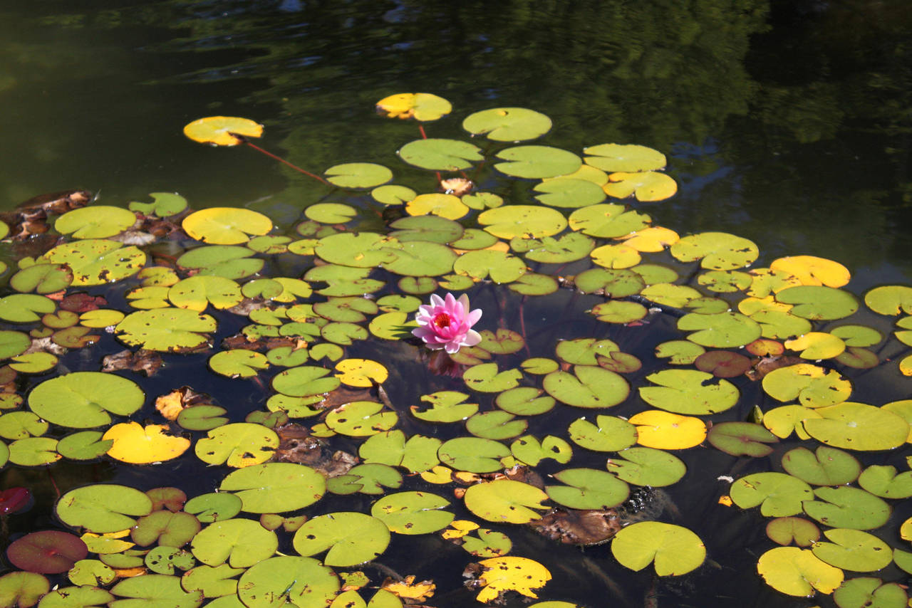 Water Lily by photoshop-stock