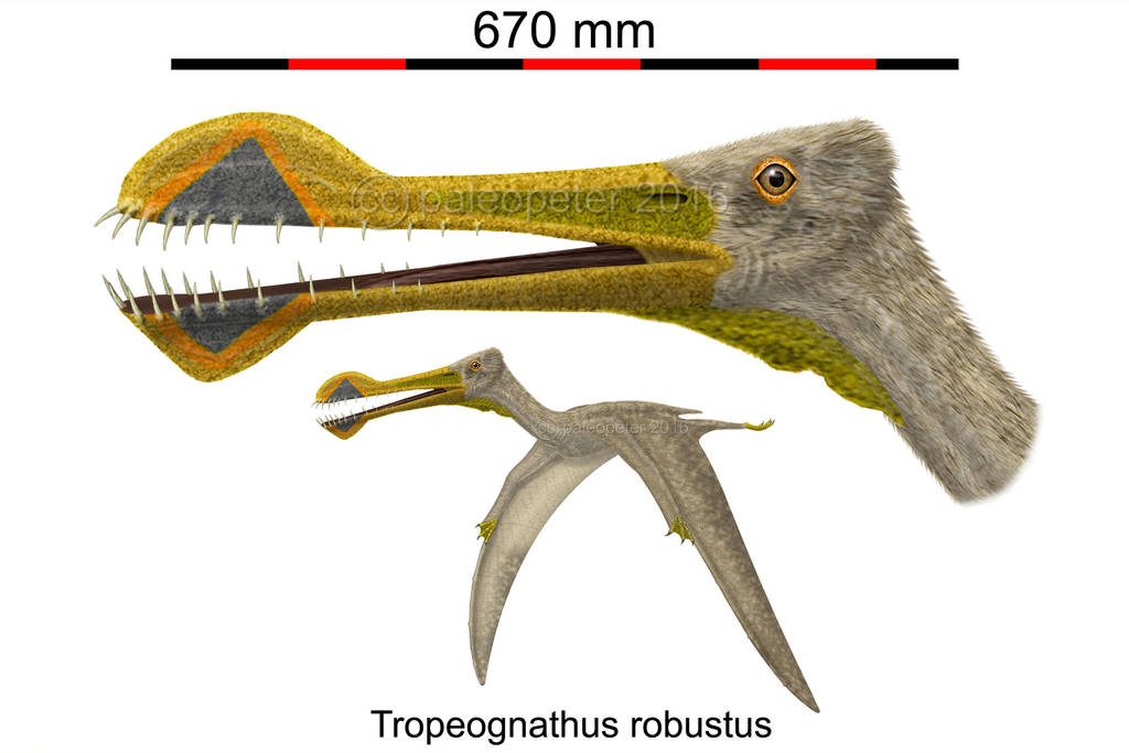 Tropeognathus robustus by paleopeter
