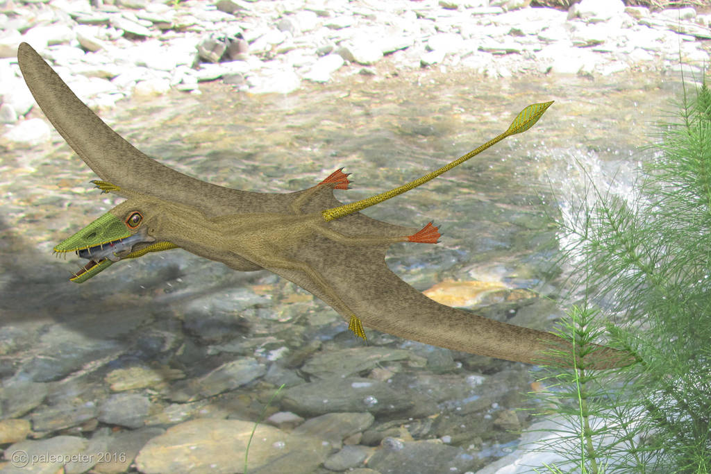 Scaphognathus by paleopeter