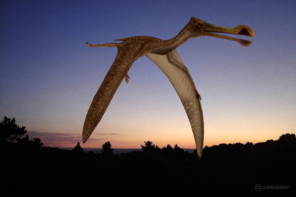 Tropeognathus by paleopeter