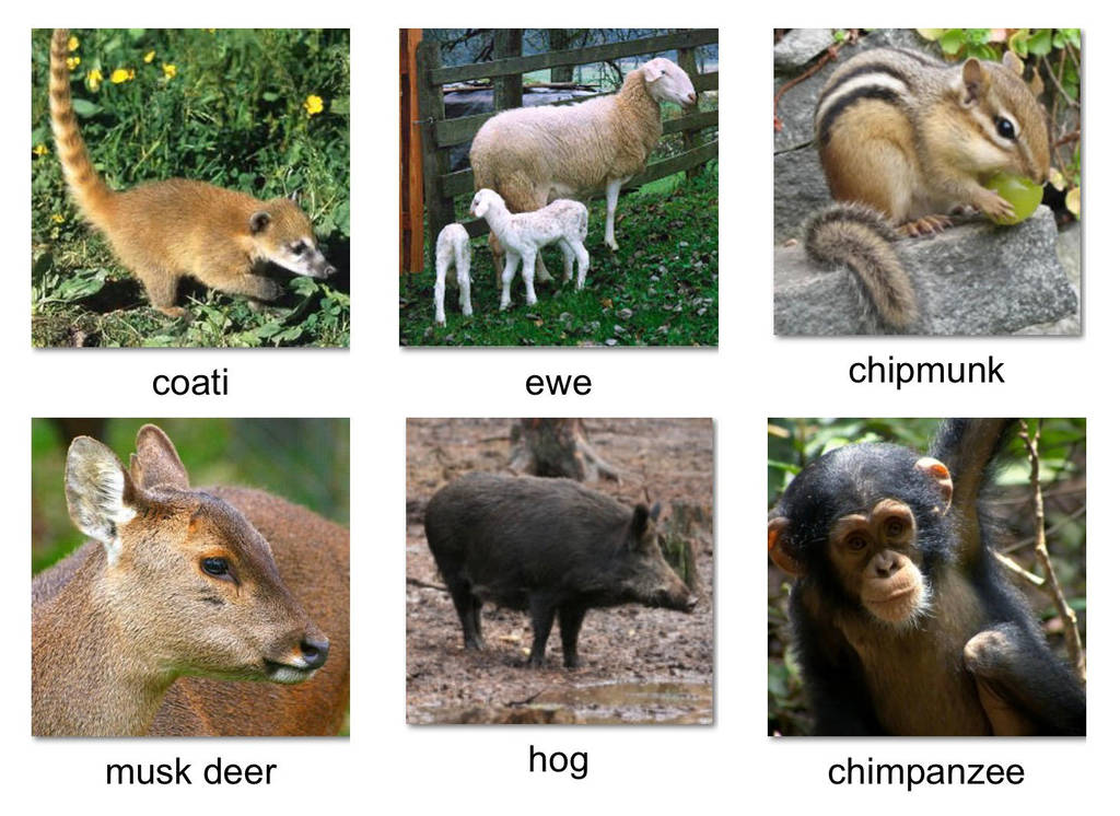 random animal generator adopt