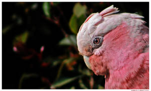 Ya Big Galah by wilderBeest