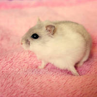 Pose by EliseEnchanted