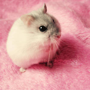 Fluffy by EliseEnchanted Fluffy by EliseEnchanted