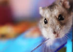 Meet my hamster by EliseEnchanted