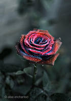 Blushed with color by EliseEnchanted