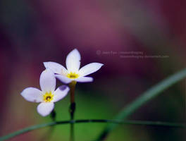 Bluet Duet by JeanFan