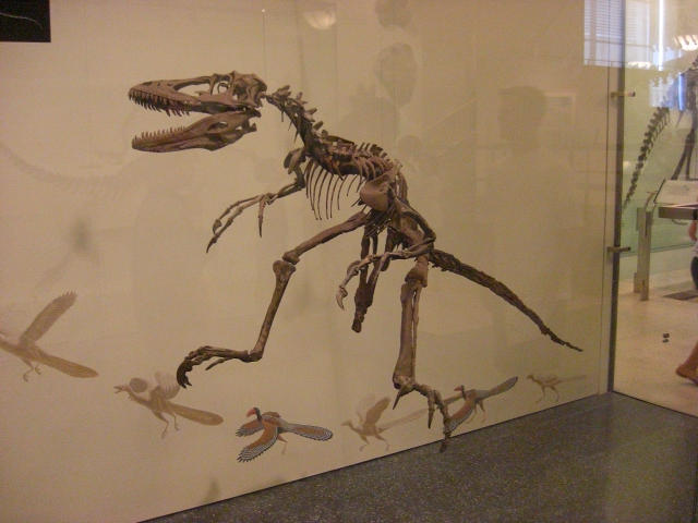 Deinonychus Skeleton at the AMNH by kylgrv on DeviantArt