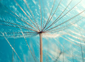 Topaz by little-moonshine