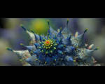 MICROfractal 1 by love1008