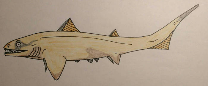 Chondrichtyians by deinocheirusmaster on DeviantArt