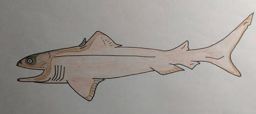 Chondrichtyians by deinocheirusmaster on DeviantArt