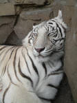White Tiger by viciouself