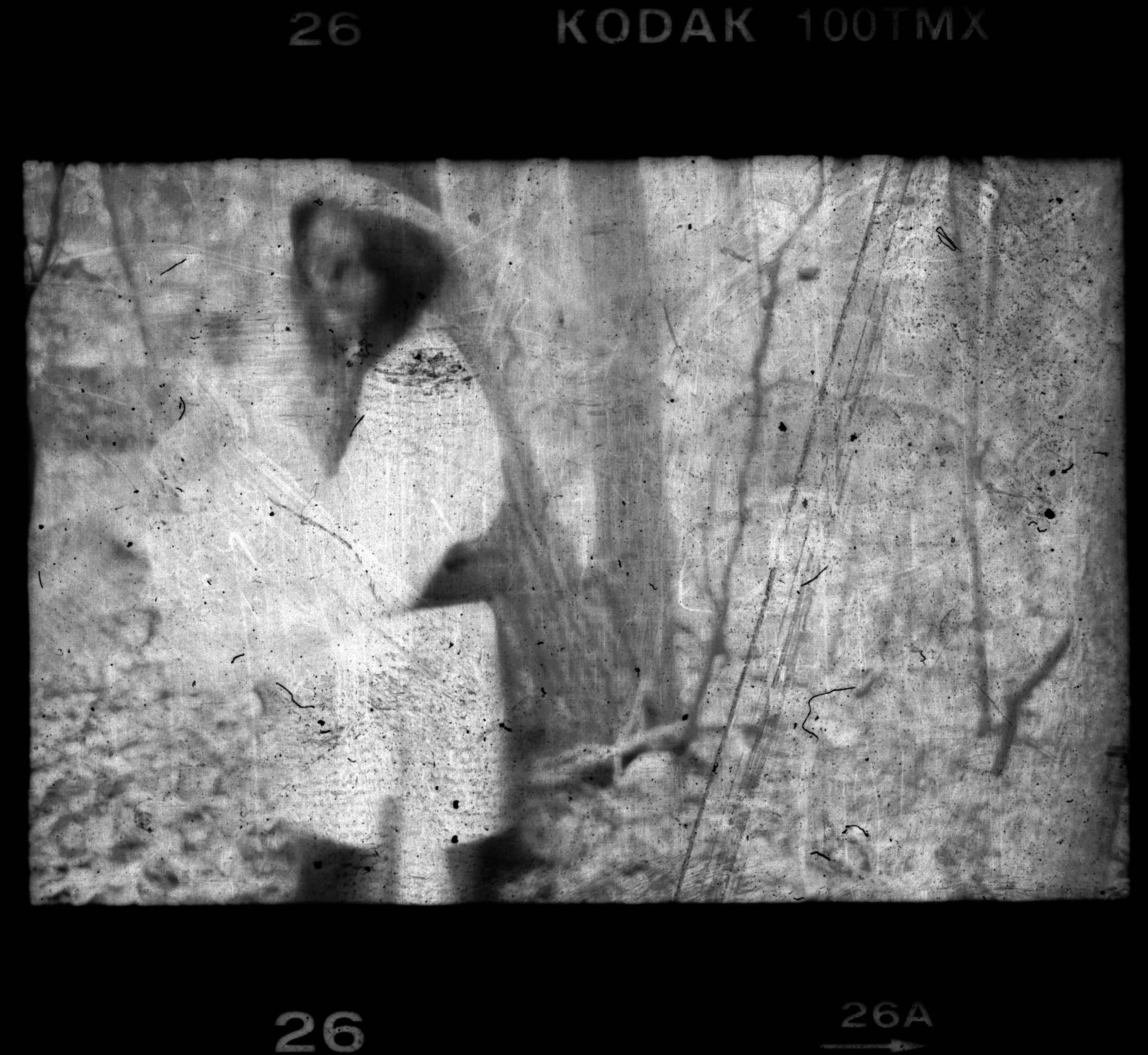 In the Woods No. 3 by sedge