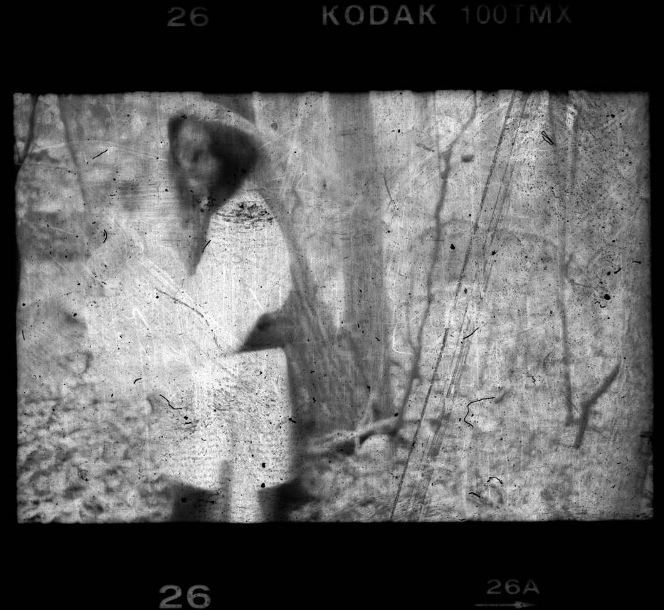 In the Woods No. 3 by sedge