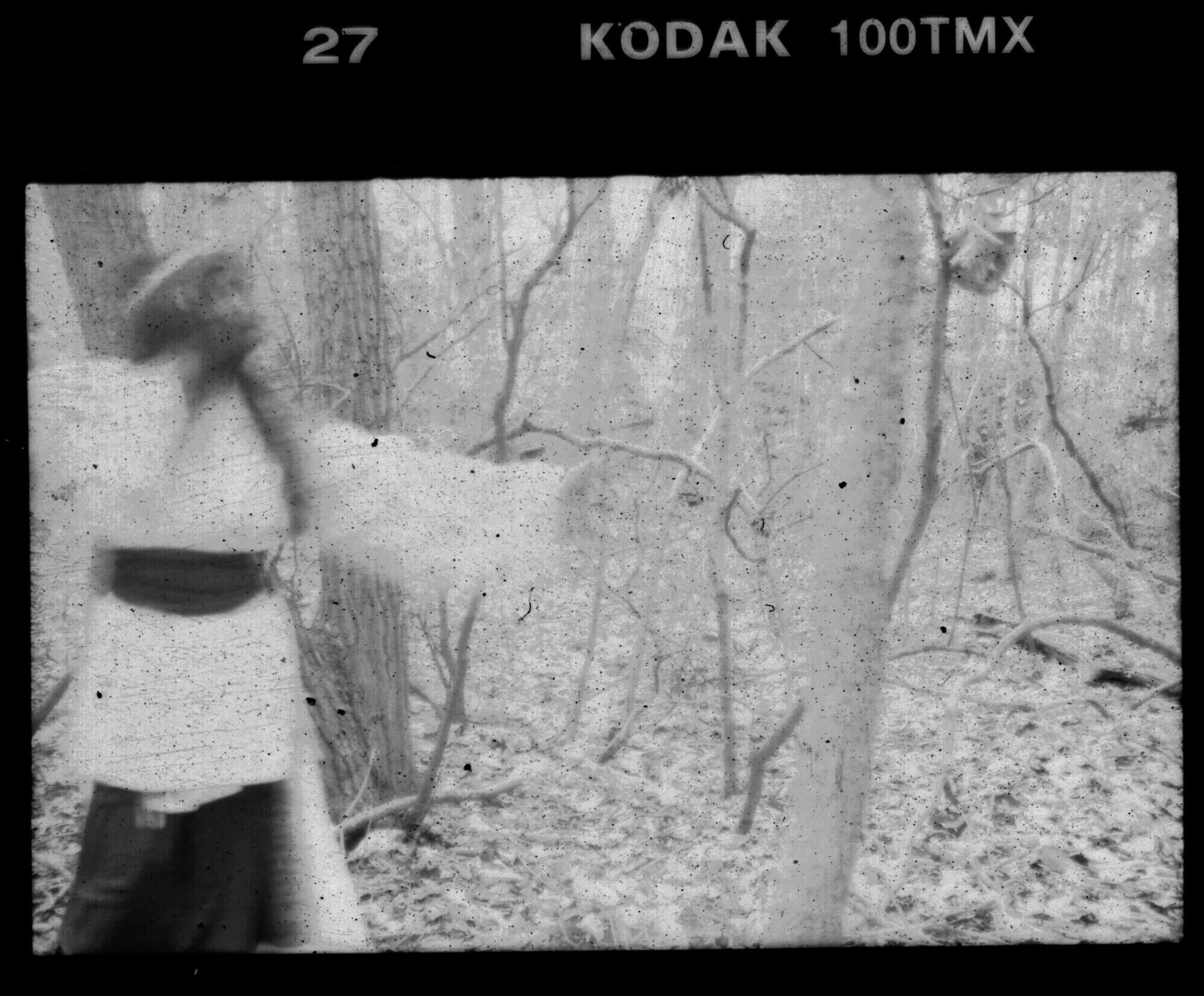 In the Woods No. 5 by sedge