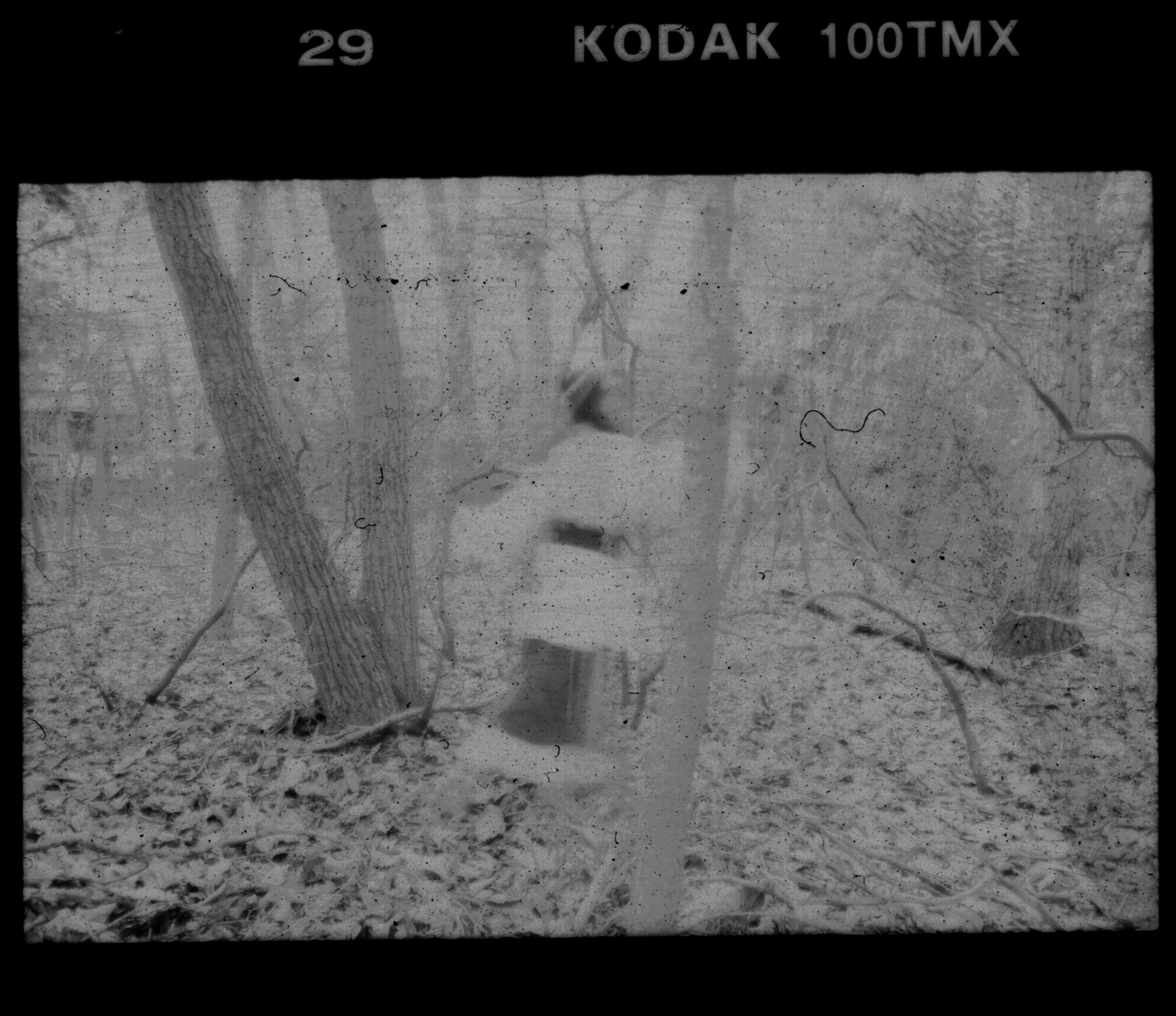 In the Woods No. 7 by sedge