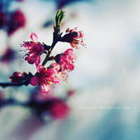 reminiscence by ntpdang