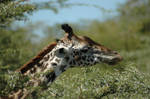 Giraffe 6 by CosmicStock