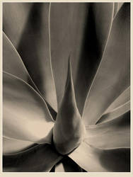 Exciter by daaram