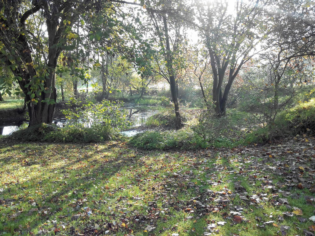 Autumn in the local park - 2 by zipclaw