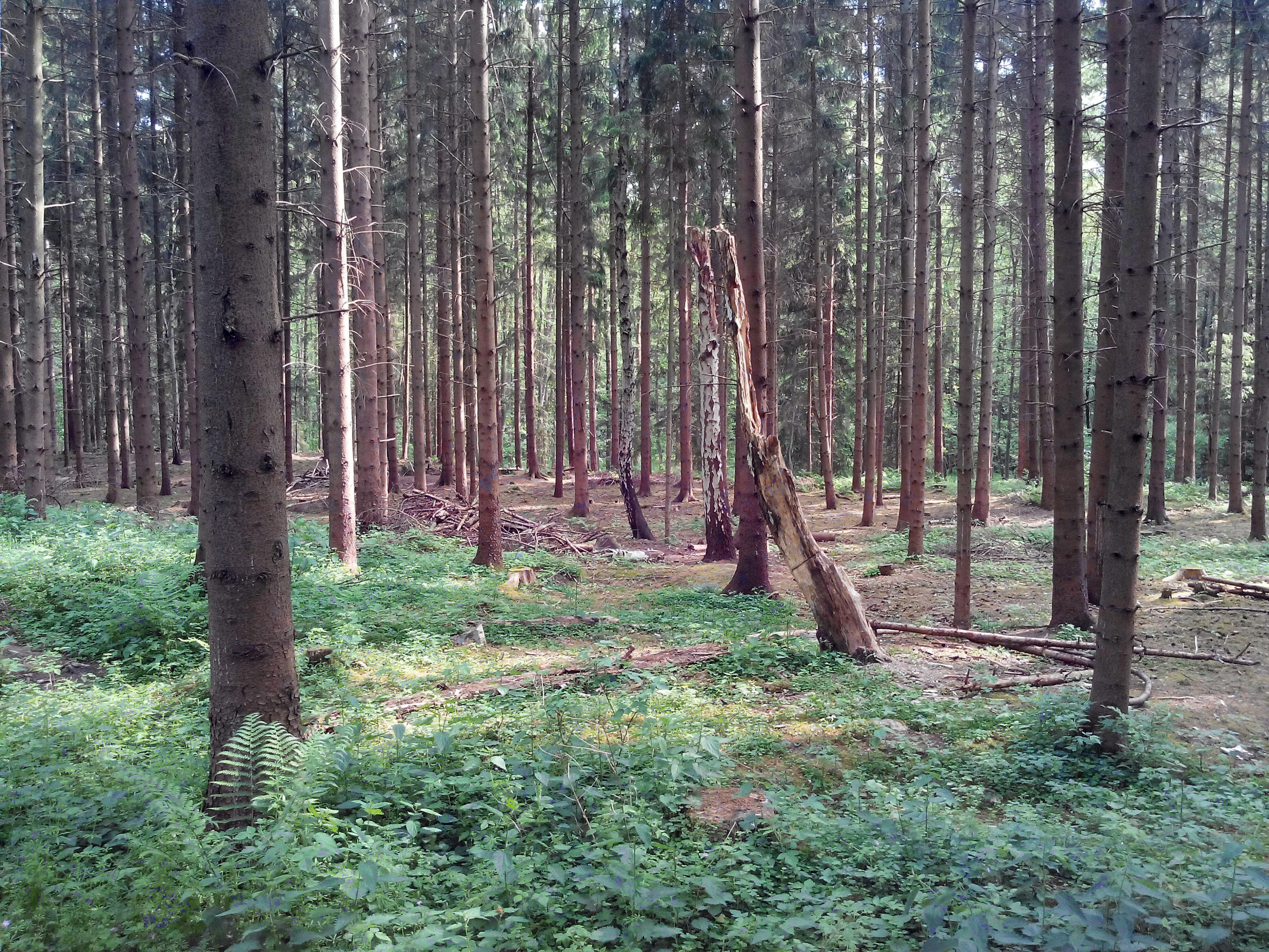 Eibia - The nature around the bunker by zipclaw