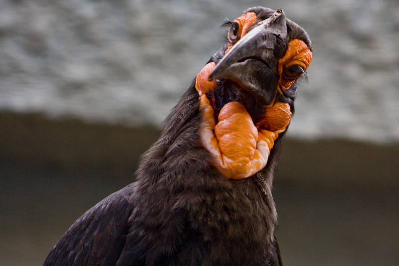 Southern Ground-hornbill 06 by btoum